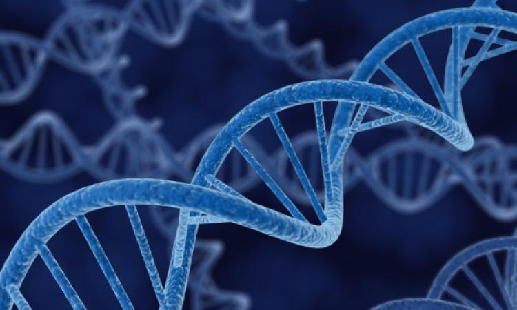 Немецкие ученые расшифровали древнейшую ДНК человека
