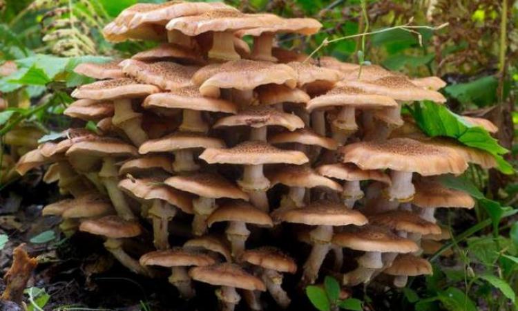 Природа грибов вызывает интерес ученых